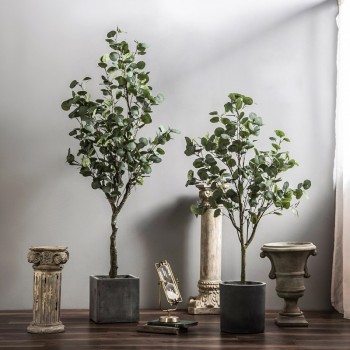 Cây kim tiền trang trí