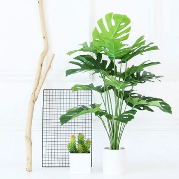 Cây trầu bà lá xẻ