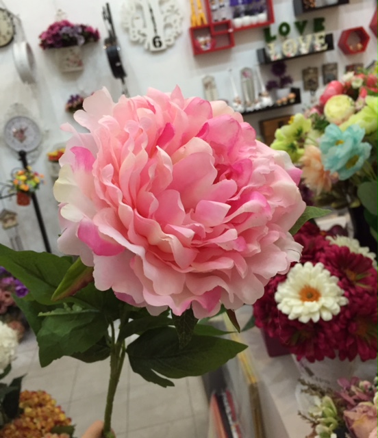 Hoa mẫu đơn vải